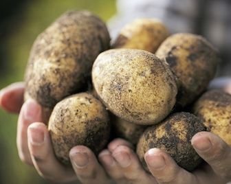 Китайцы намерены выращивать картофель на Луне