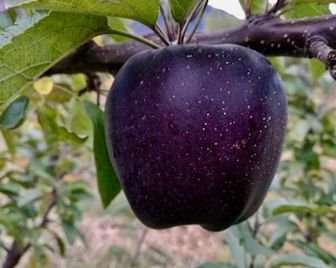 В Китае выращивают черные алмазные яблоки